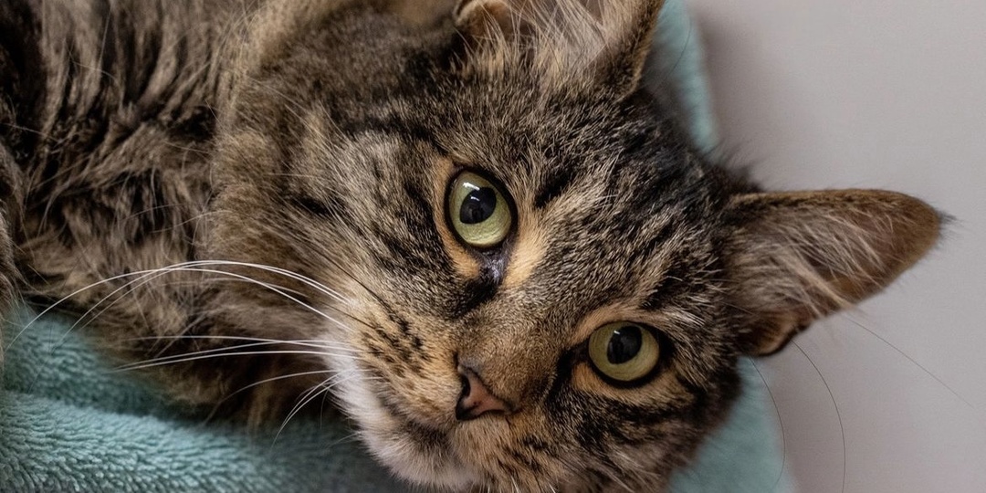 Анемия у кошек: как вовремя заметить и победить «невидимую» угрозу