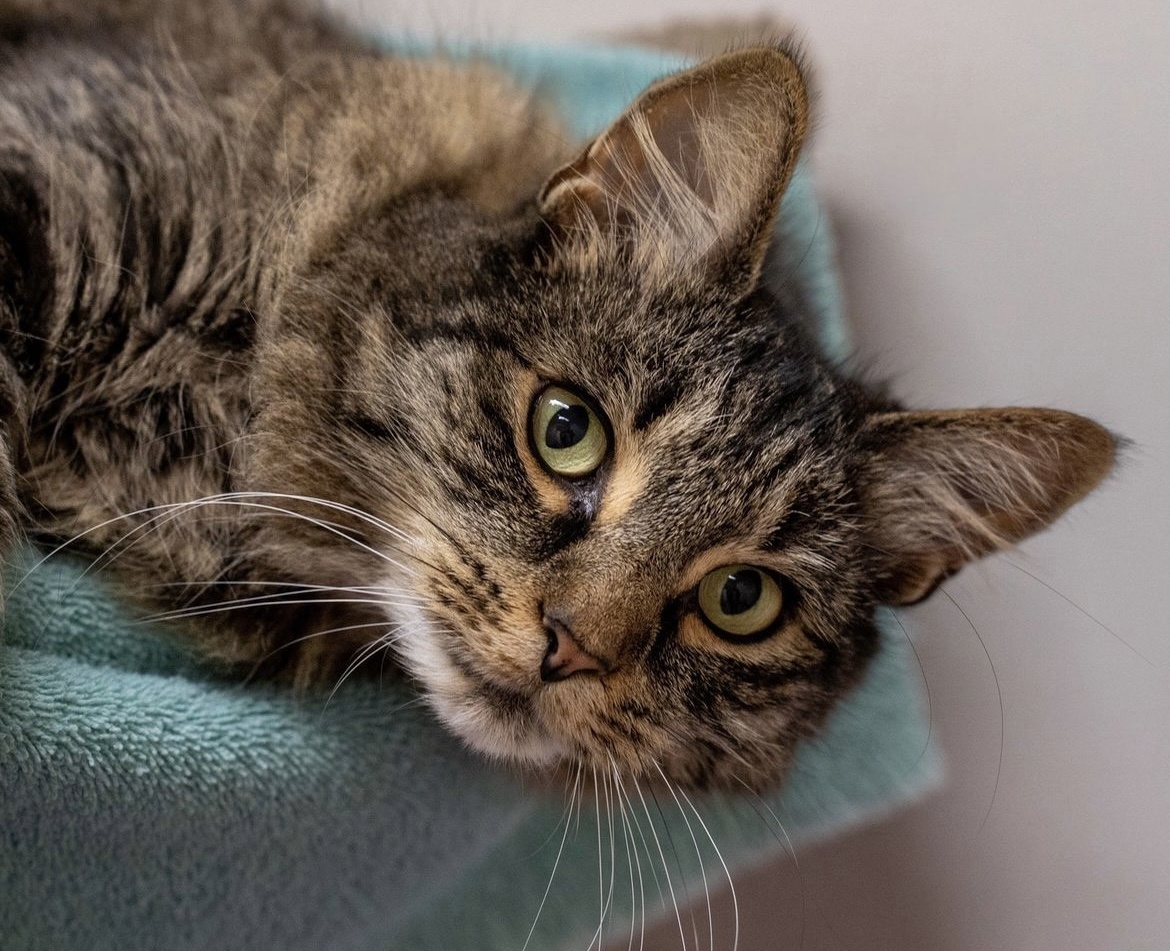 Анемия у кошек: как вовремя заметить и победить «невидимую» угрозу