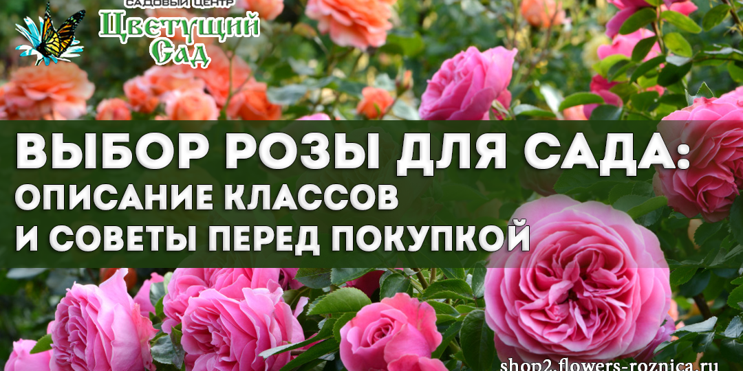 Выбор розы для сада: описание классов и советы перед покупкой