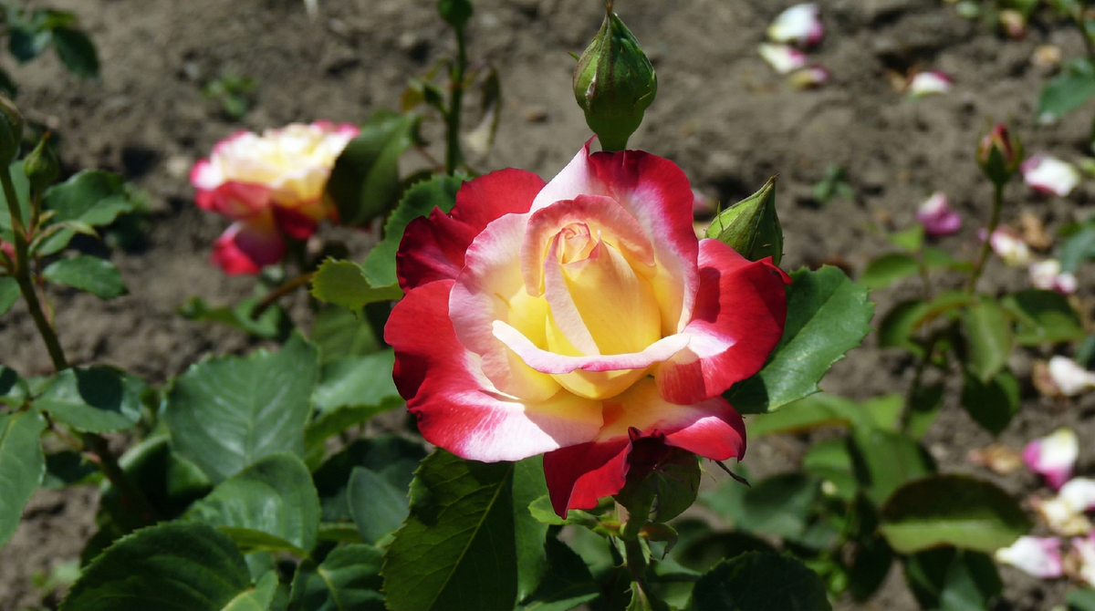 Роза Дабл Делайт. Источник фото: https://7dach.ru/OlivaOliva/roza-dabl-delayt-dvoynoe-udovolstvie-94915.html