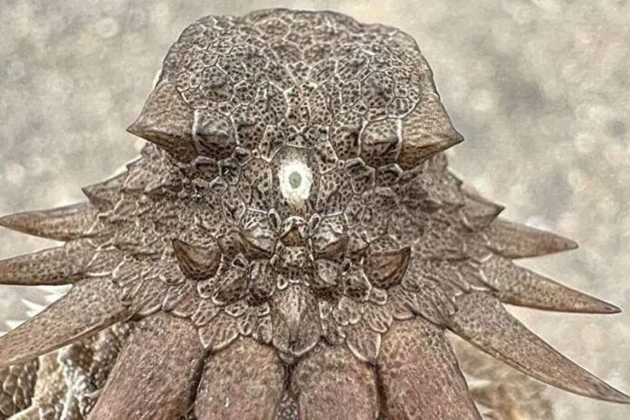    От одноглазого червя к 'третьему глазу': как эволюция сформировала наше зрение и что это говорит о нашем будущем.