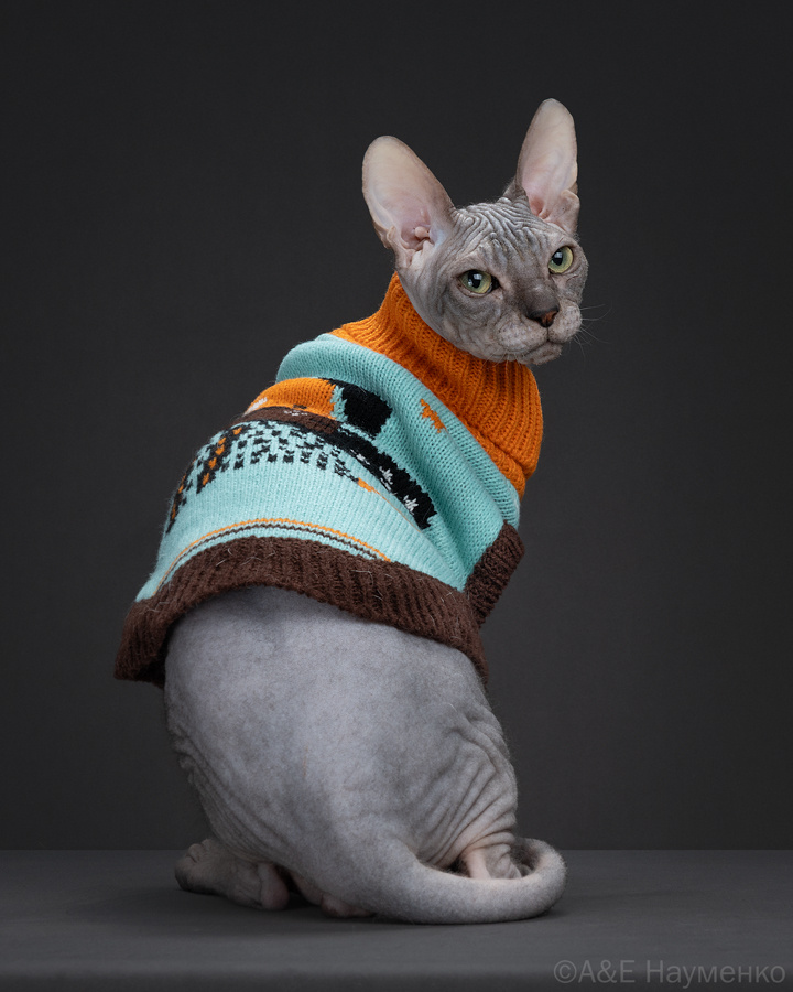 Кот в жилете — донской сфинкс из питомника Дон Амдо