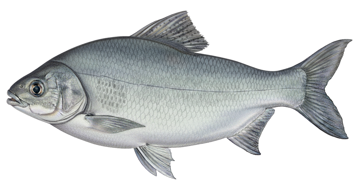 Distichodus petersii