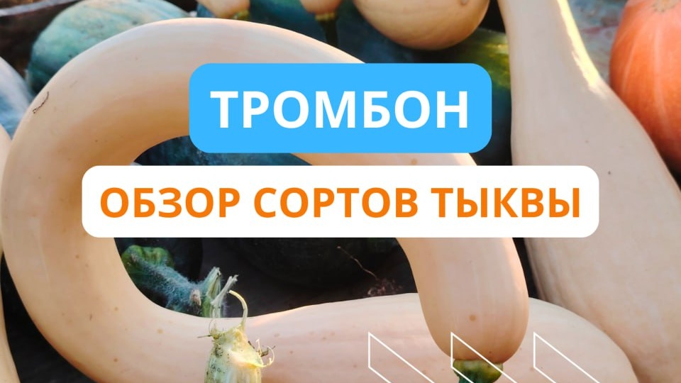 📌Сорт тыквы Тромбон