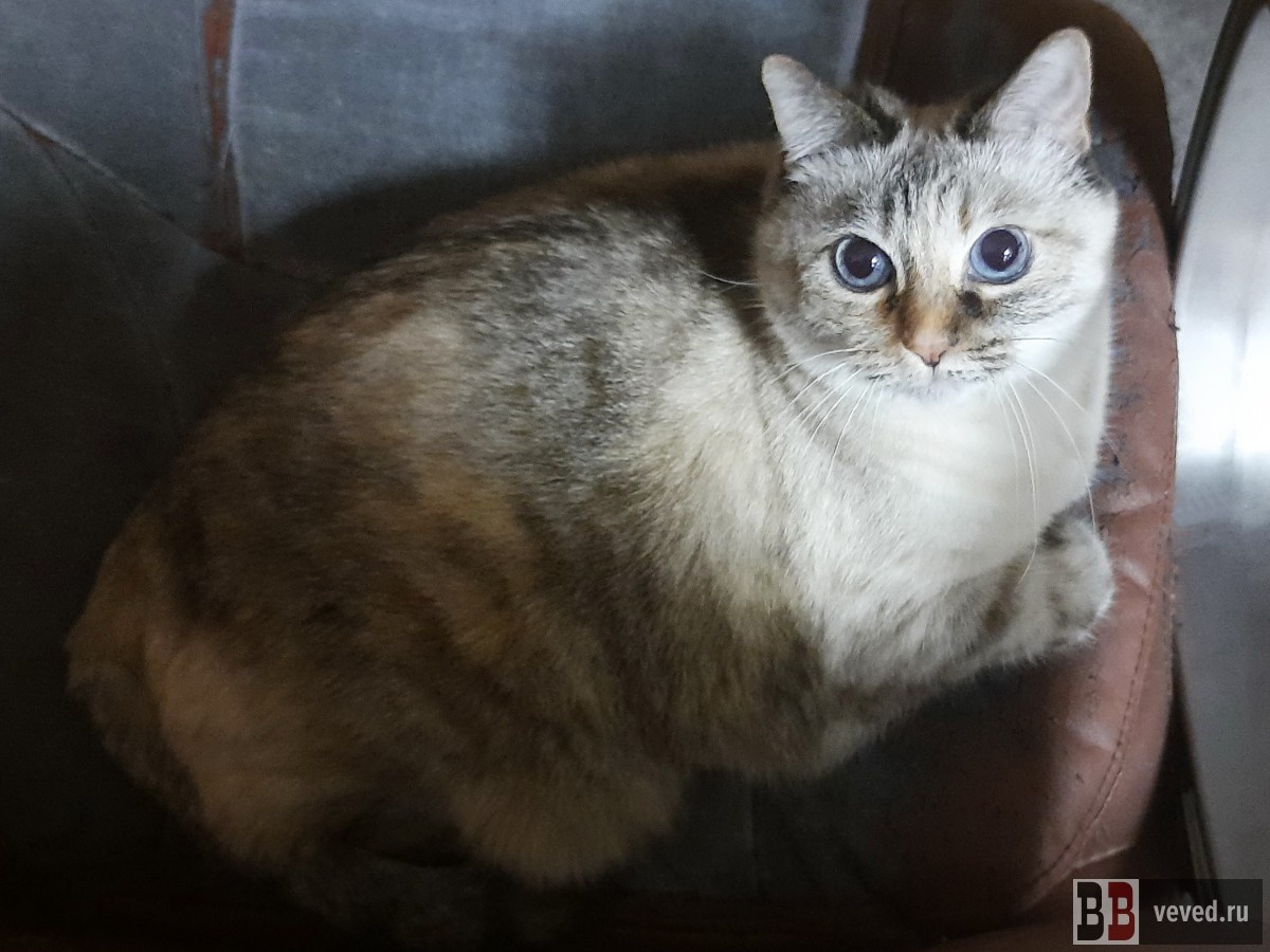     Фото: Вечерние ведомости