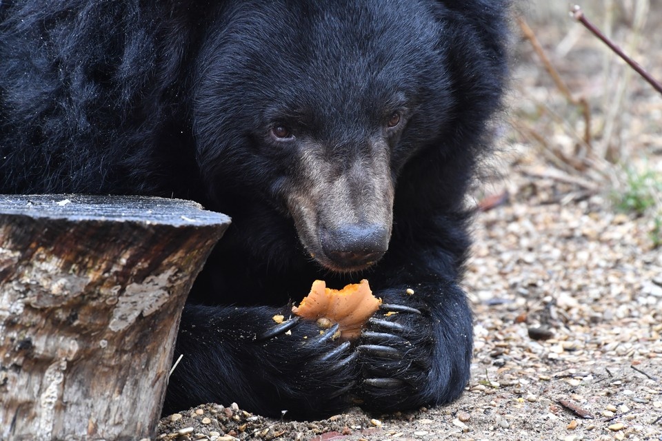    Гималайский медведь Андрей вышел из спячки в Ростовском зоопарке. Иван МАКЕЕВ