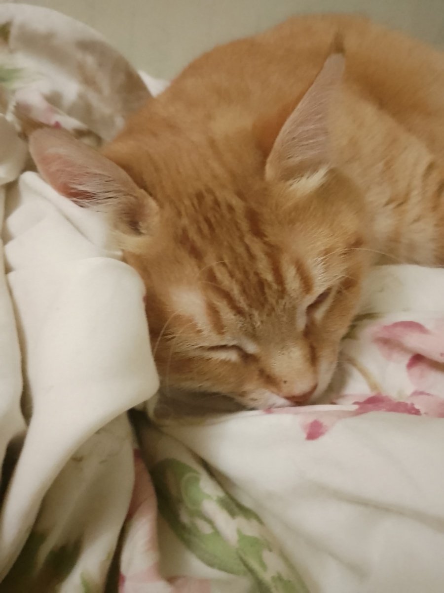 Фото котика одной из подписчиц. Так ли важно как  зовут этого милого питомца?