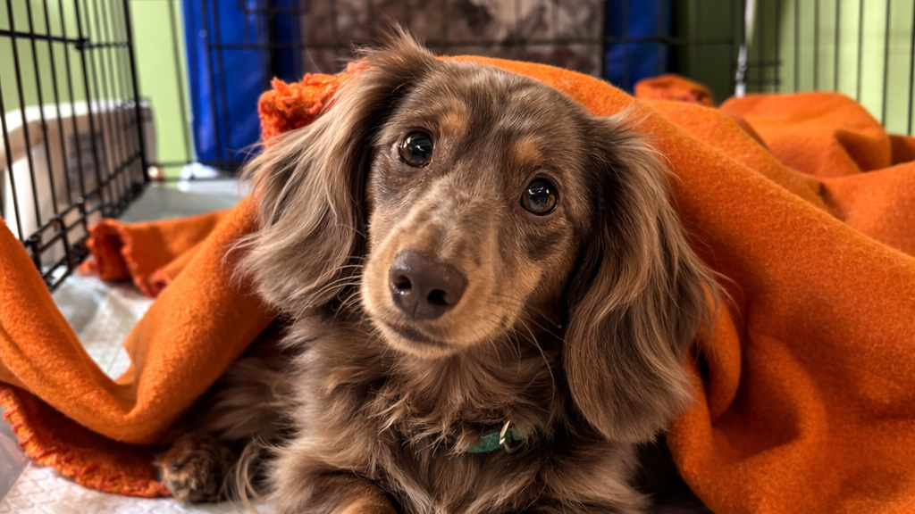 такса Маня, 5 лет - пациентка клиники