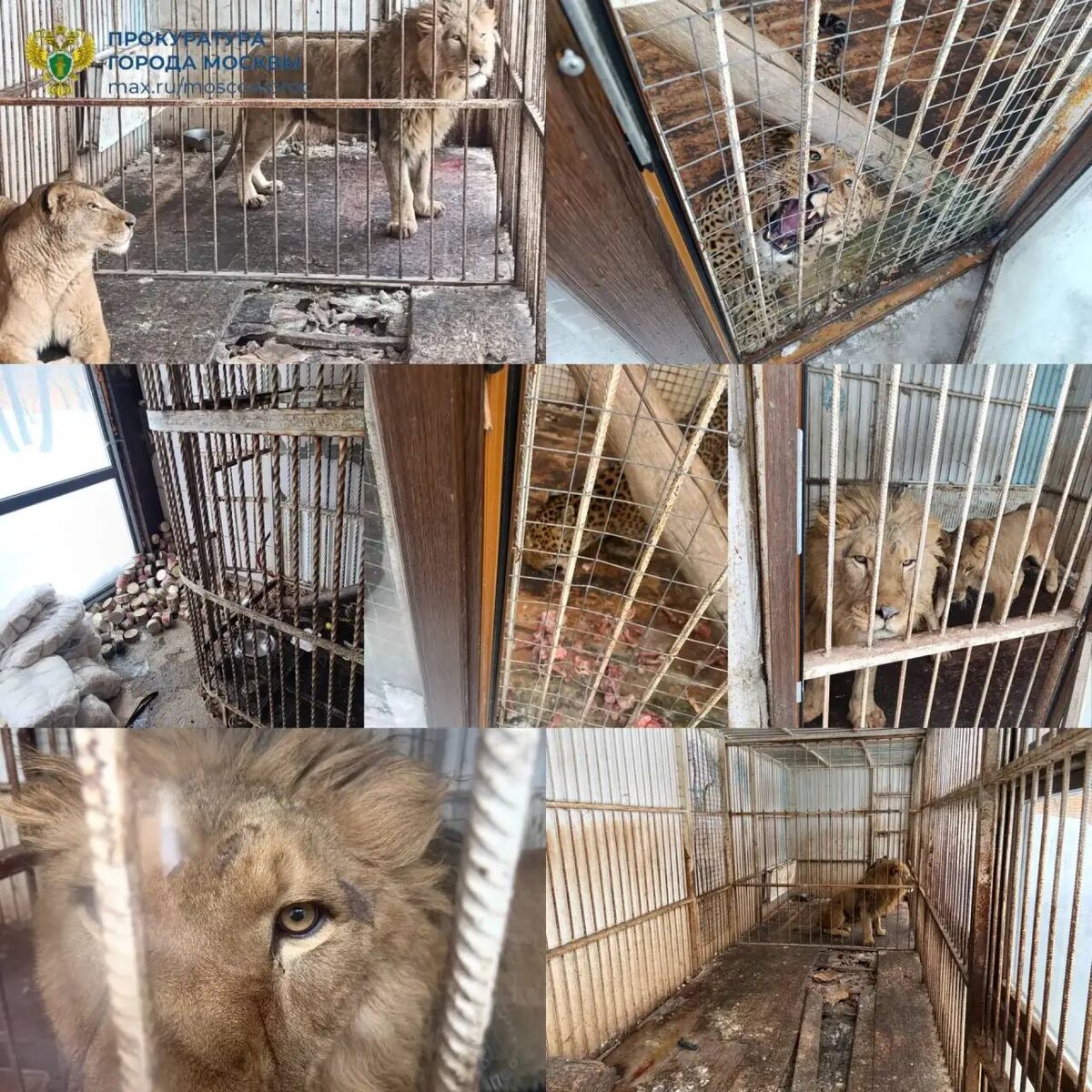    Медведей, львов и леопарда нашли на частном участке в Новой Москве