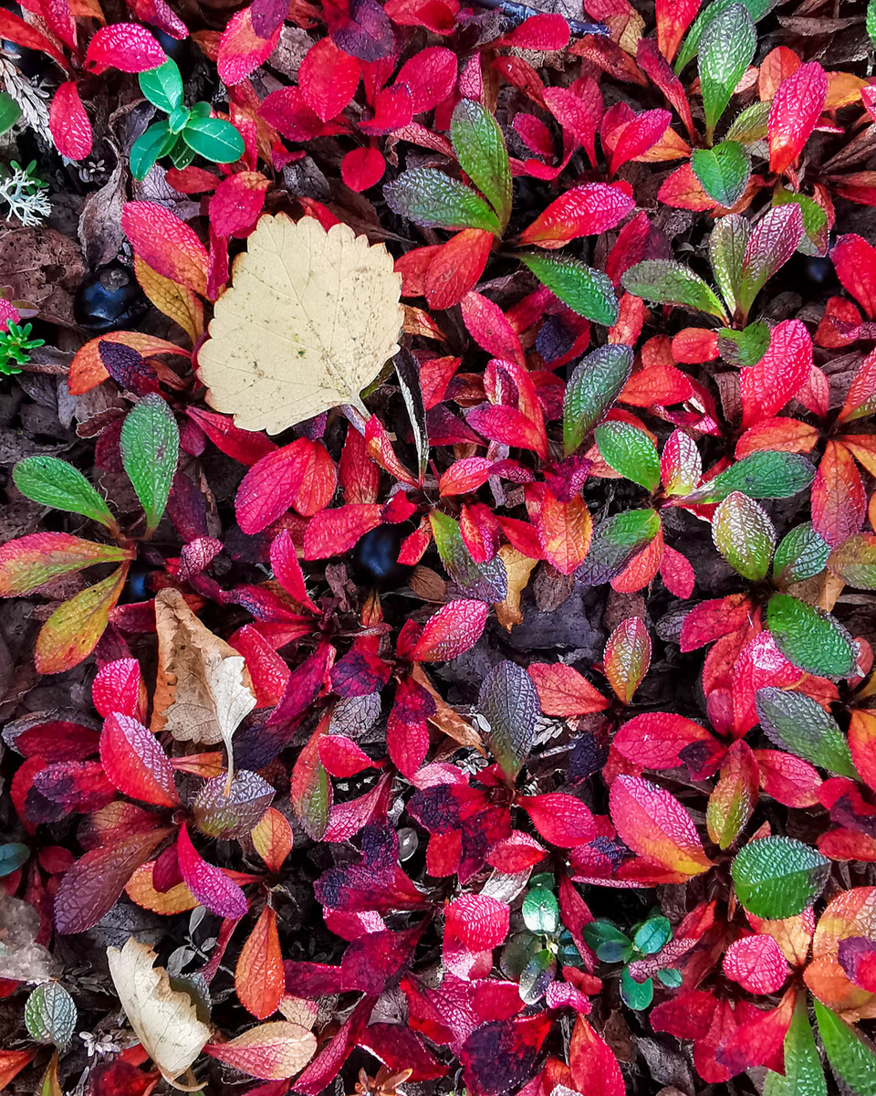 Тундровые заросли (телефон).