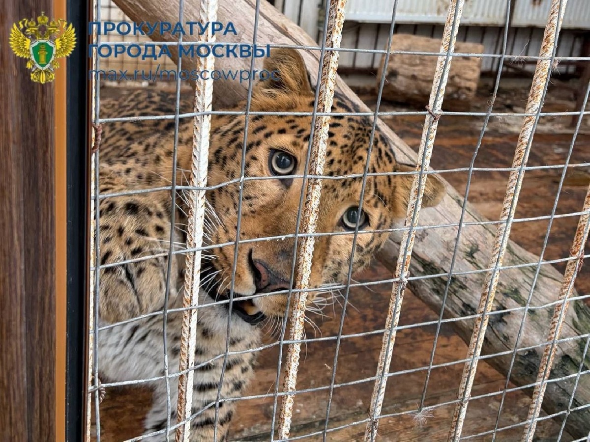    Фото: Телеграм/moscowproc