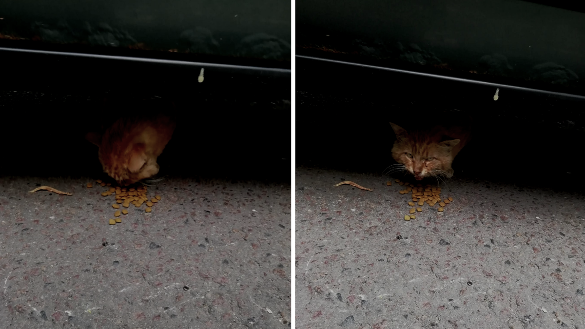 Супруги насыпали коту корма, но он лишь пытался принюхаться и печально взирал на еду, убегая глубже под машину всякий раз, как его пытались схватить