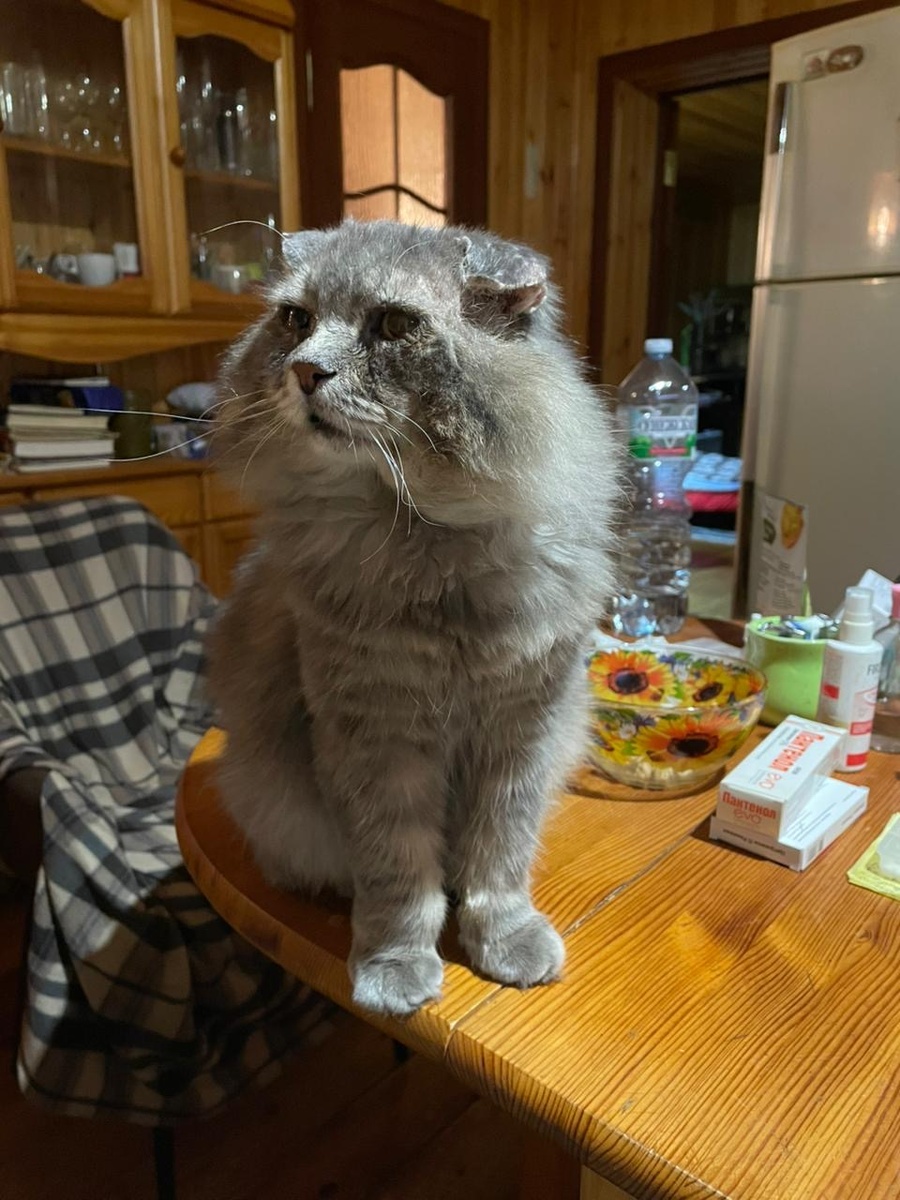 Раз праздник, то значит я могу на столе сидеть!