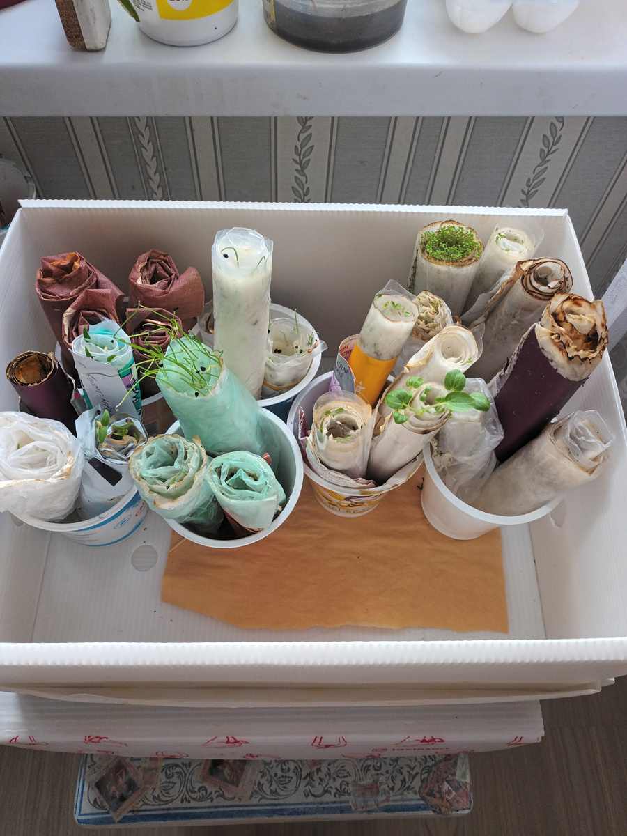 Самый удобный закрутки, взошли астра, петуния, баклажаны, перцы, лук, мальва