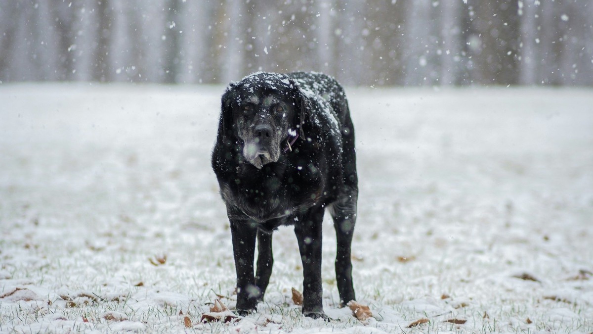    Преданная собака ждала хозяина на обочине дороги под Свободным несколько дней. Фото несет иллюстративный характер