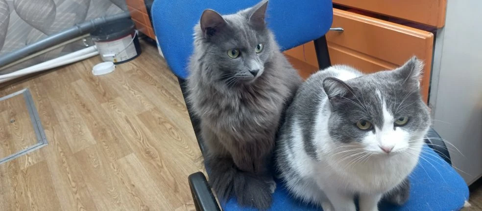 Мура и Шаня