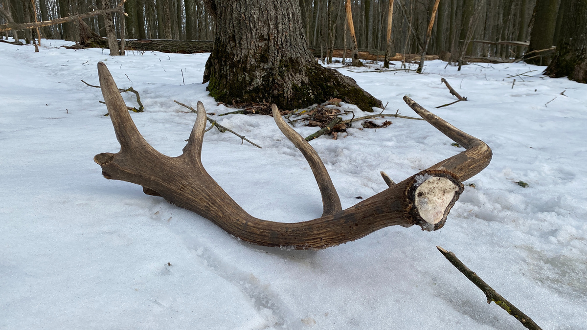 Вполне солидный трофей