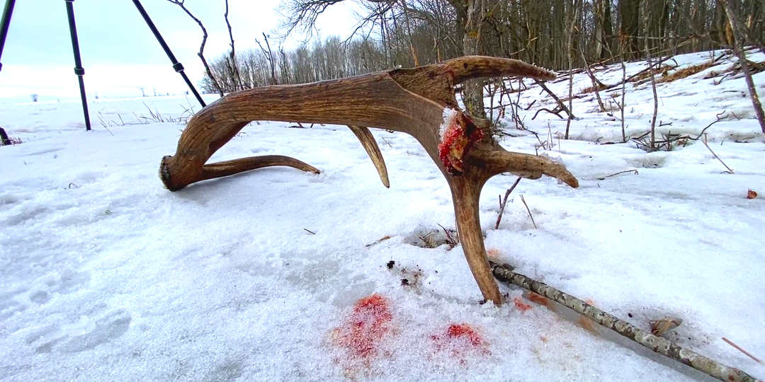 Что бы это значило? Вопрос к зоологам, бывалым охотникам и просто к знатокам