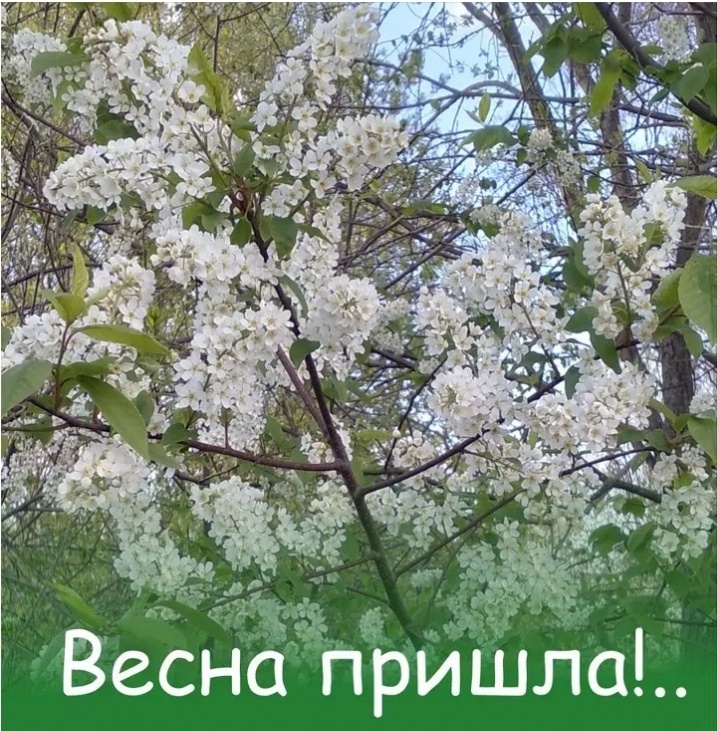 Цветение черёмухи в прошлом году в наших Рыбницах🌾