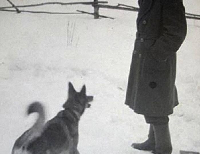 Гениальная собака Гайдая