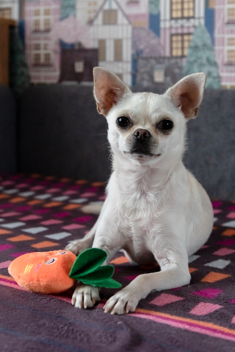 Мамо, ну кто тебе поверит, что я гавкучий и кусачий? Я ж просто зайка! 