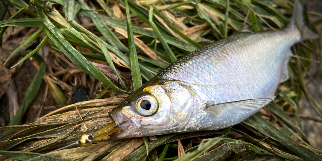 Самая агрессивная рыба весны — и это не щука!