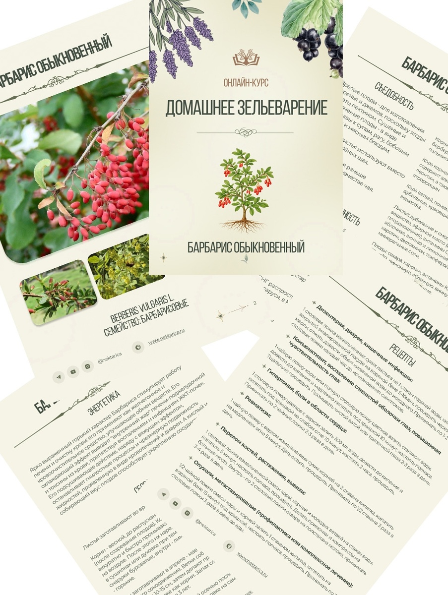 Раздаточный материал курса Домашнее зельеварение