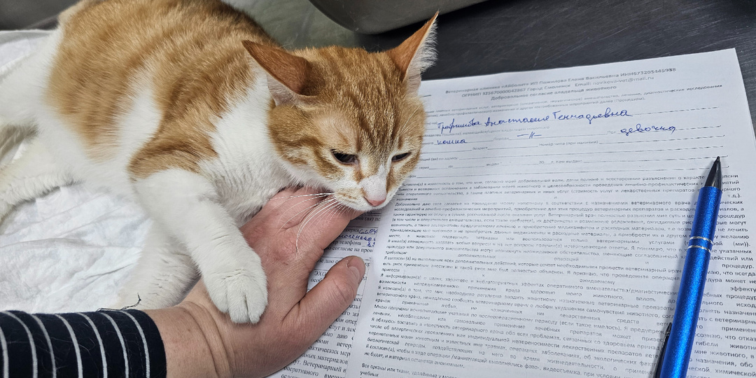 Помогите. Помогите спасти жизнь. Кошке и котятам.