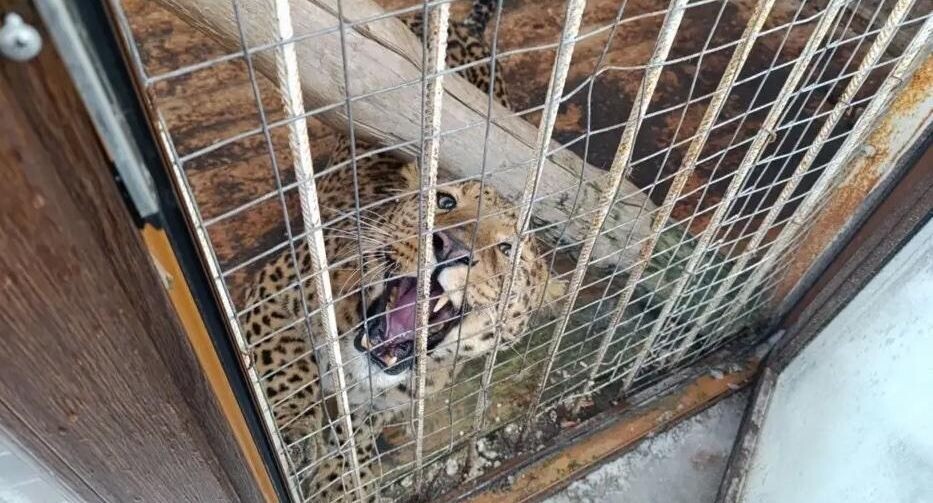    канал Прокуратуры Москвы в Max