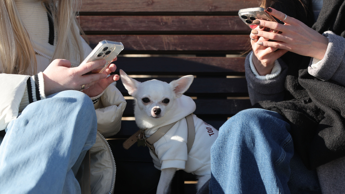    Телефон смартфон в руках девушки без привязки GLP