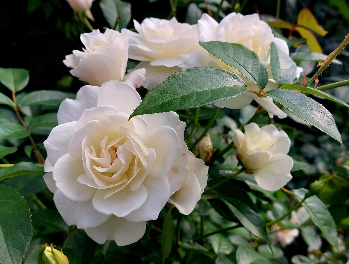 Карт Бланш. Флорибунда