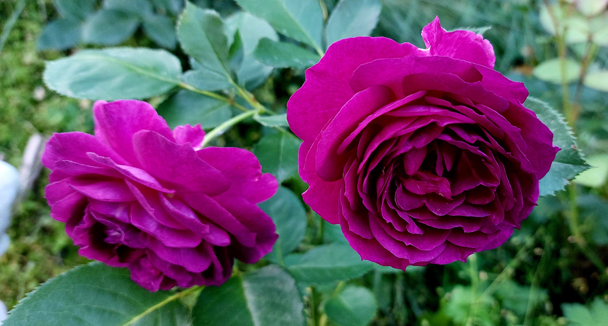 Пёпл Идэн. Флорибунда