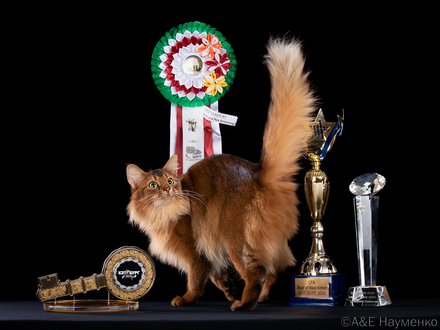 Звёздный кот породы сомали из питомника Glowing Shambala