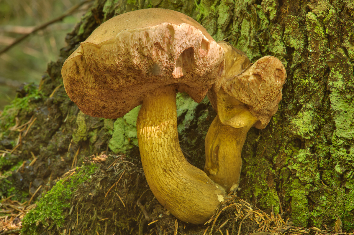 Фотография из интернета