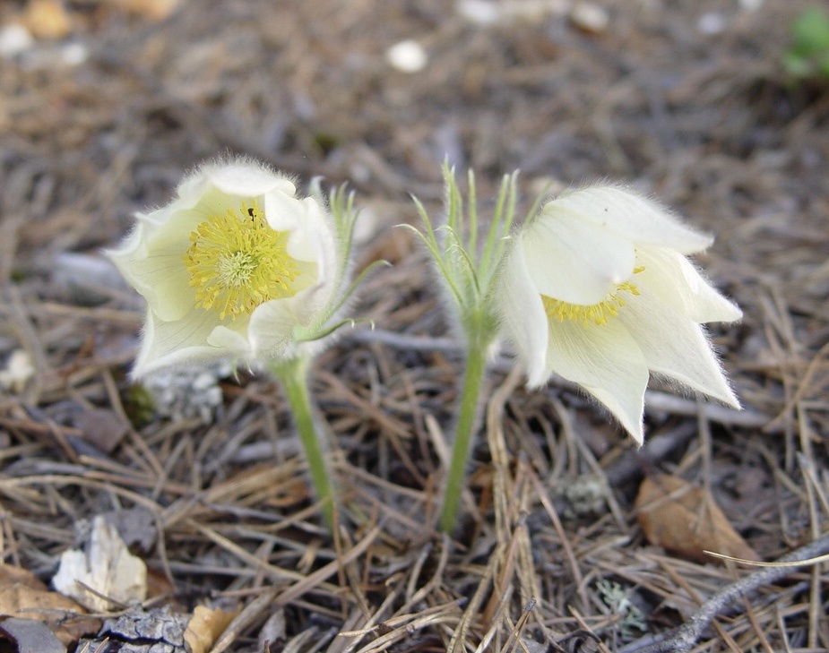 Прострел желтеющий фото из интернета