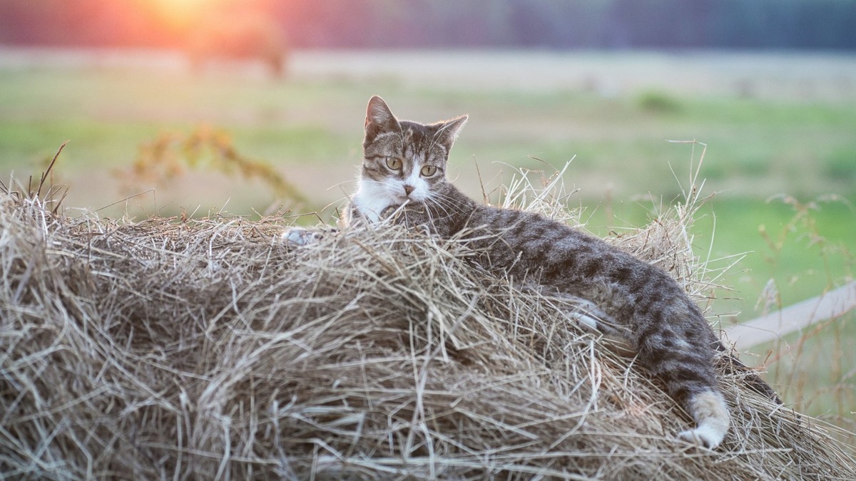    Неофициальные сотрудники винодельни создают особую атмосферу. Фото несет иллюстративный характер
