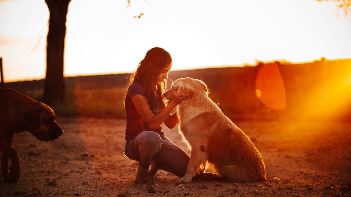    Собаки совмещают роль сторожей и всеобщих любимцев