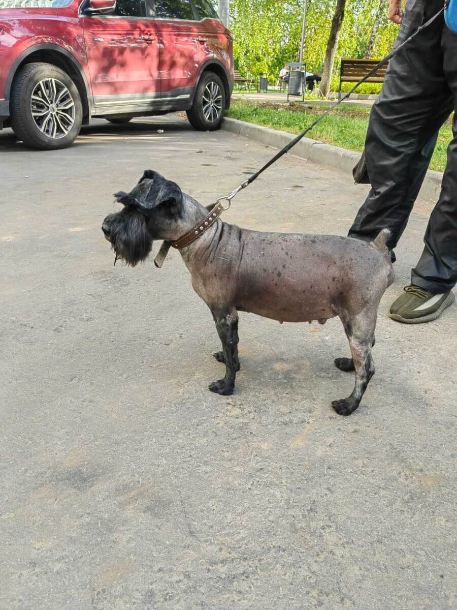 Таким приехал, это его груммер ещё немножко в порядок привёл