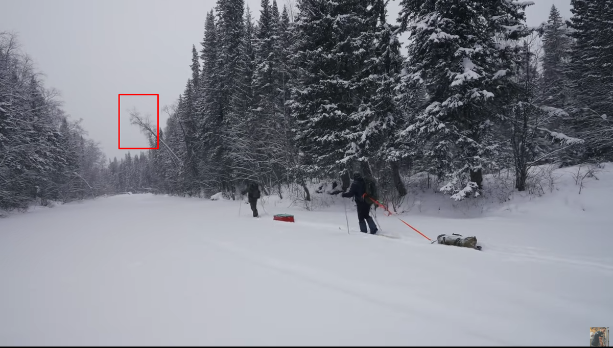 Характерное дерево, которое видно с брода Ауспии