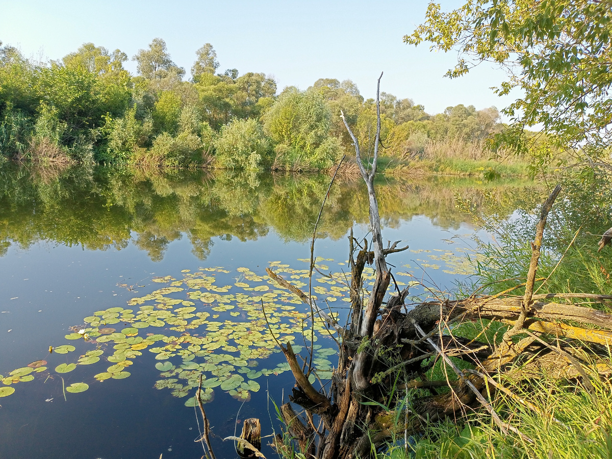 Здесь живет крупный карась