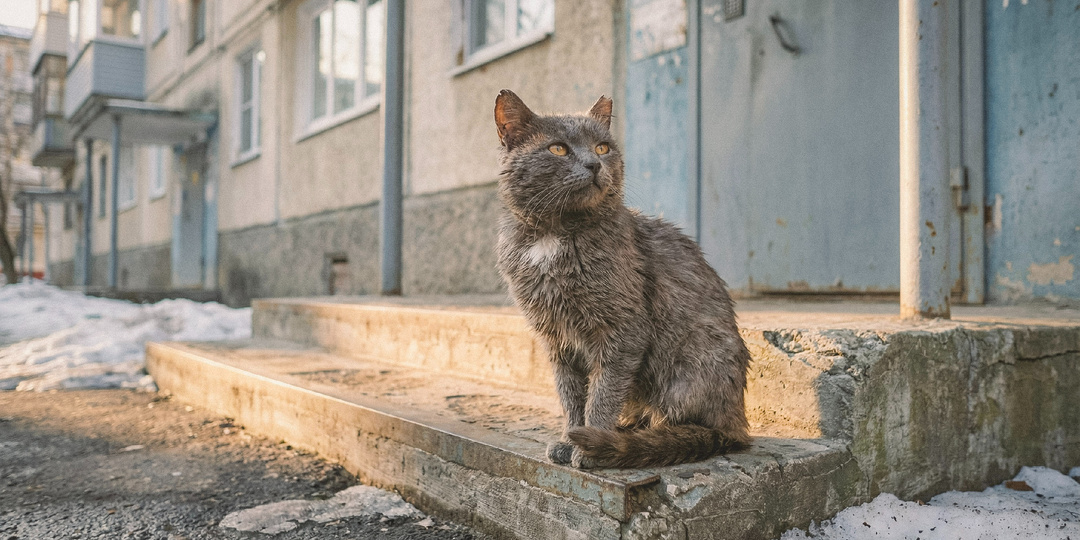 День, когда кот вернулся домой