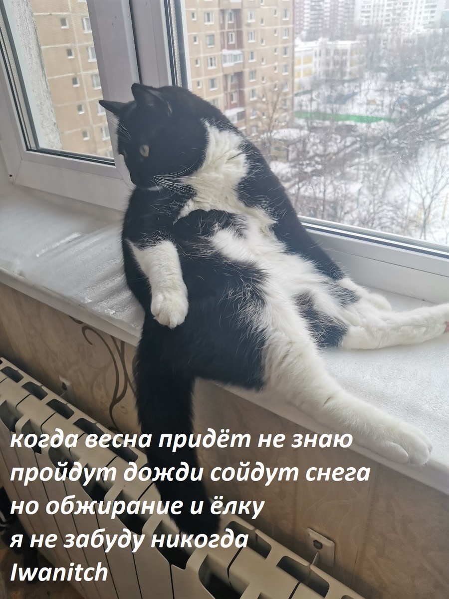 Котик Ким, отдыхает.