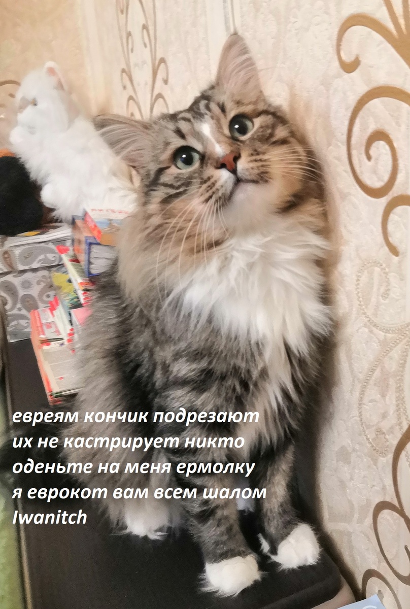 Барсик в юности.