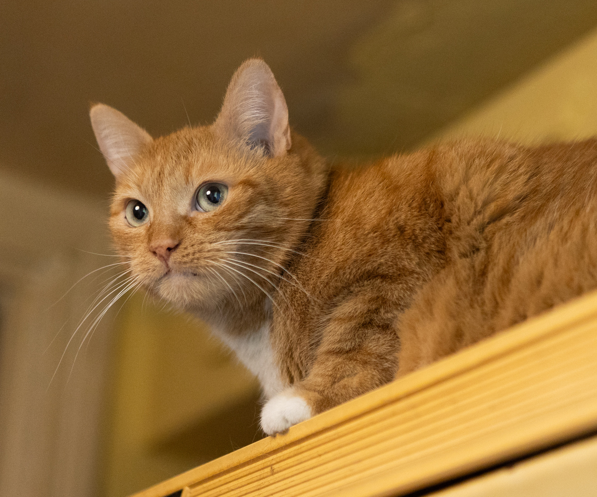 Голди, 3 года. Здорова, привита, ищет дом +7 903-266-04-05