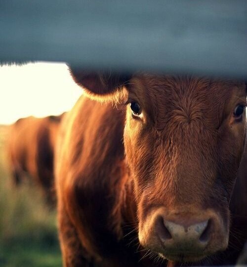 «Высокобелковое молоко» из отходов птицефабрик: Тупиковый путь или издевательство над природой?