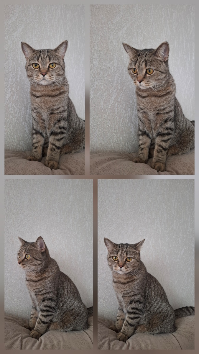 Царь, просто царь. 