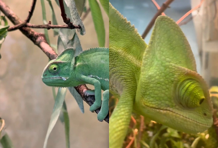 фото: t.me/lenzoopark/4828