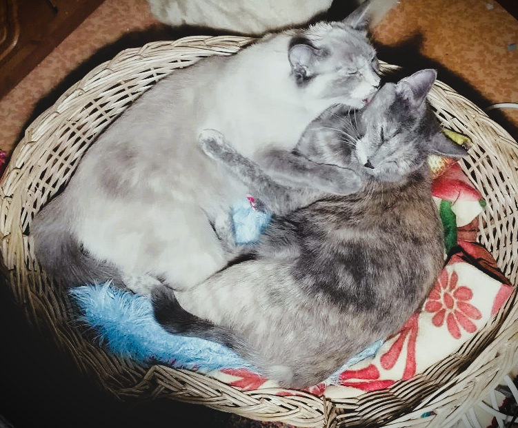 фото автора. листайте галерею  