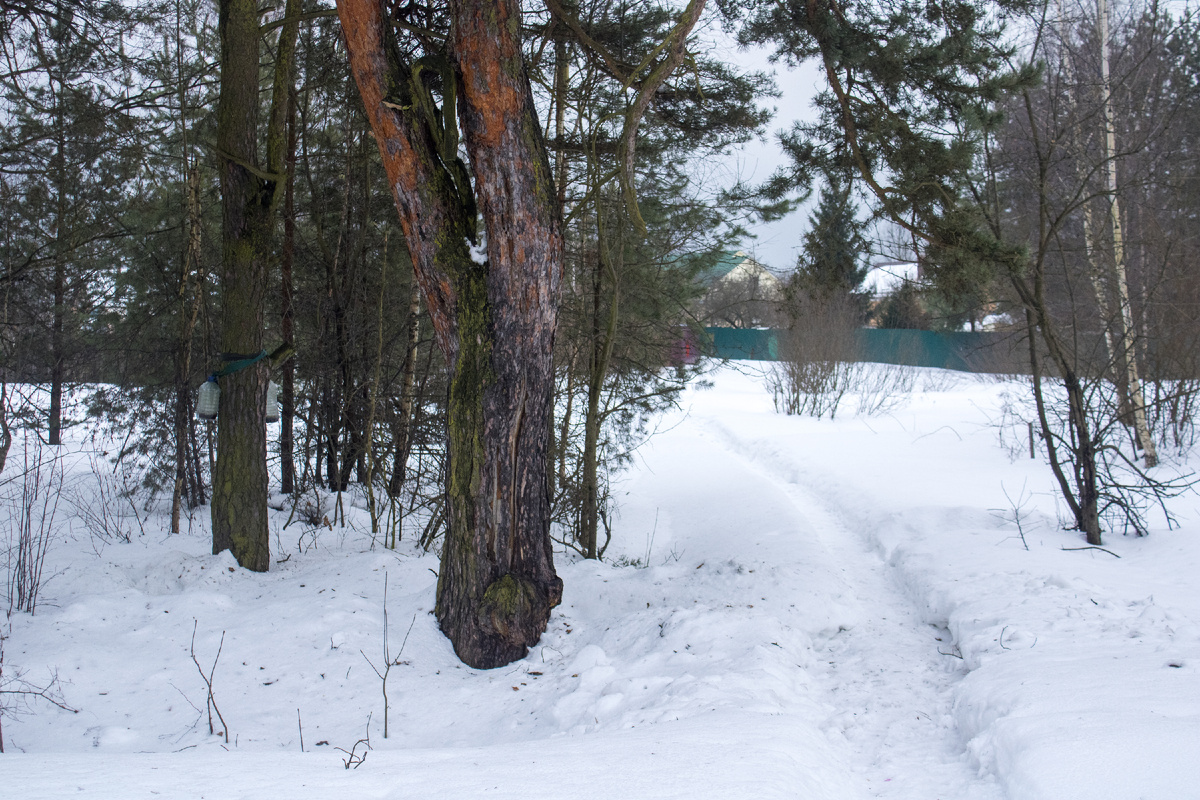 Просто тропинка, ведущая от платформы Есино к расположенному по соседству с ней посëлку