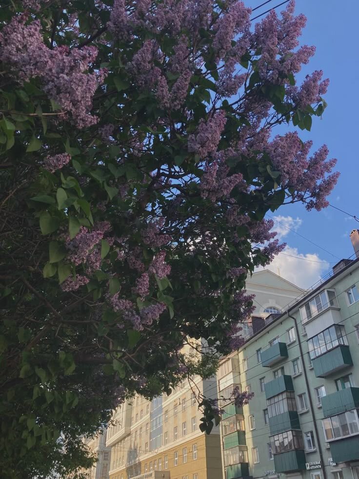 #любовь #романтика #сессия #студенты #май #дом #мама